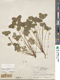 Oxalis oregana image