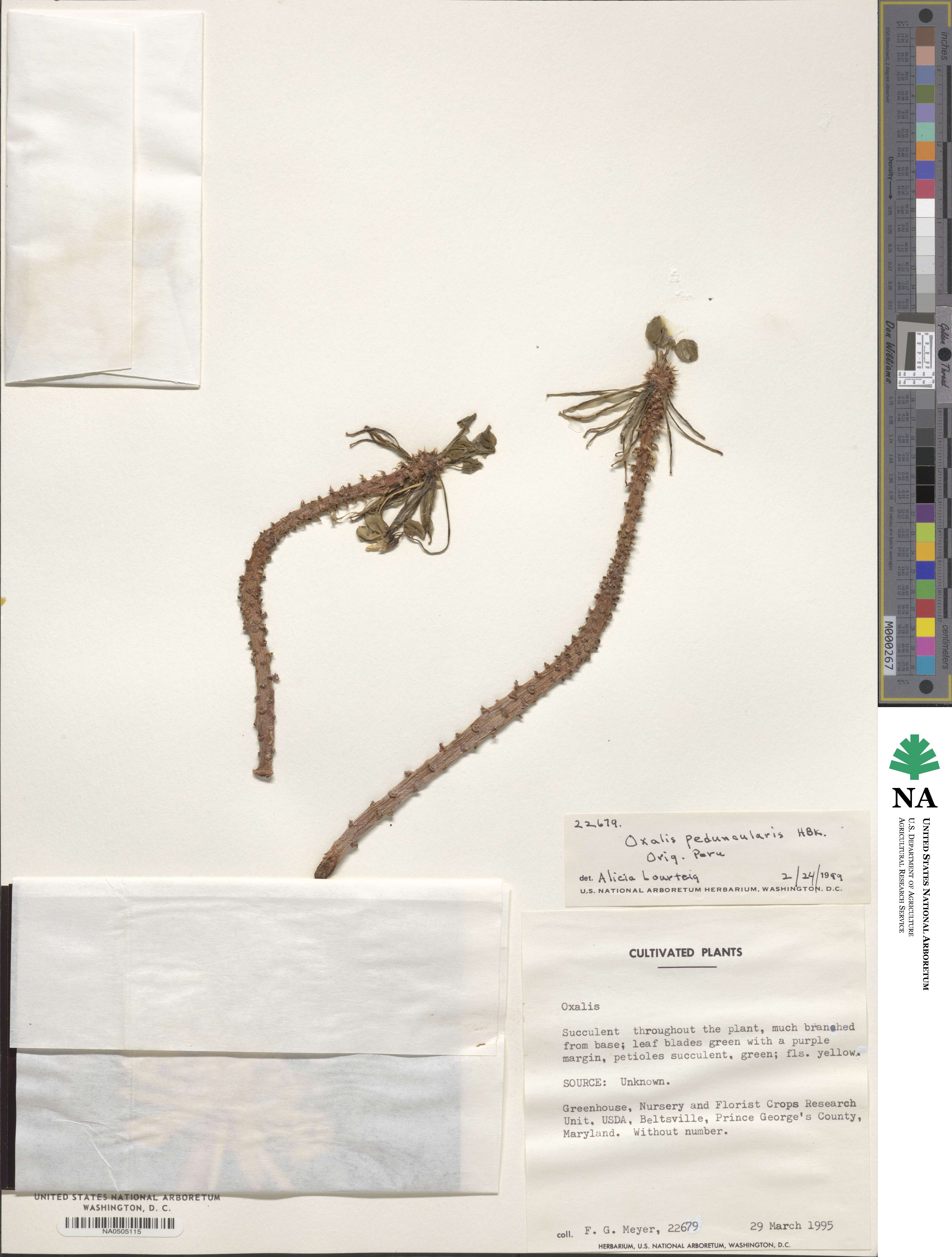 Oxalis peduncularis image
