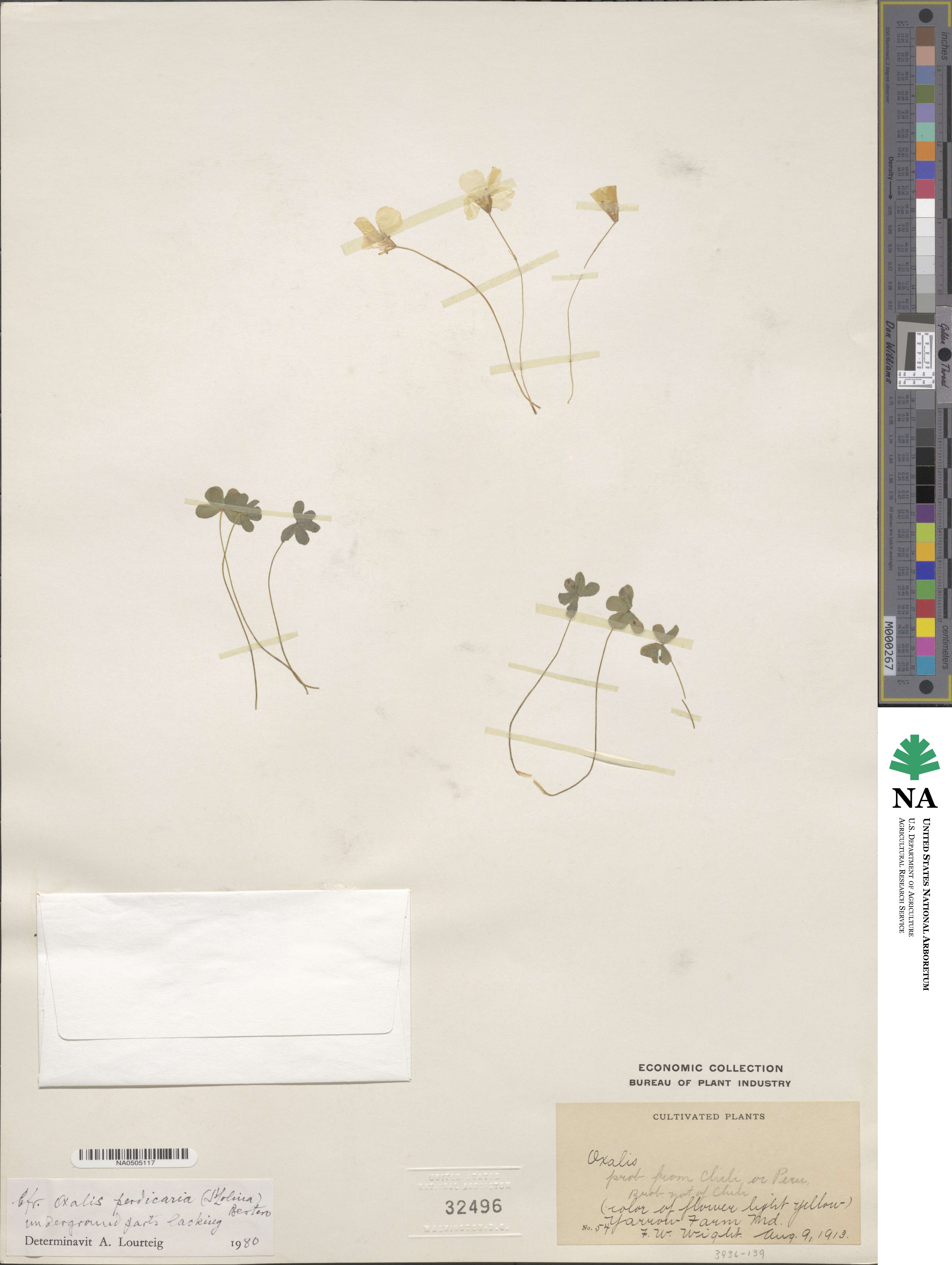 Oxalis perdicaria image