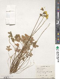 Oxalis pes-caprae image