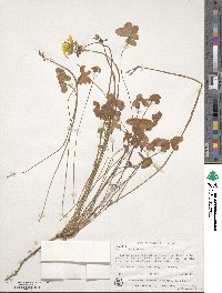 Oxalis pes-caprae image