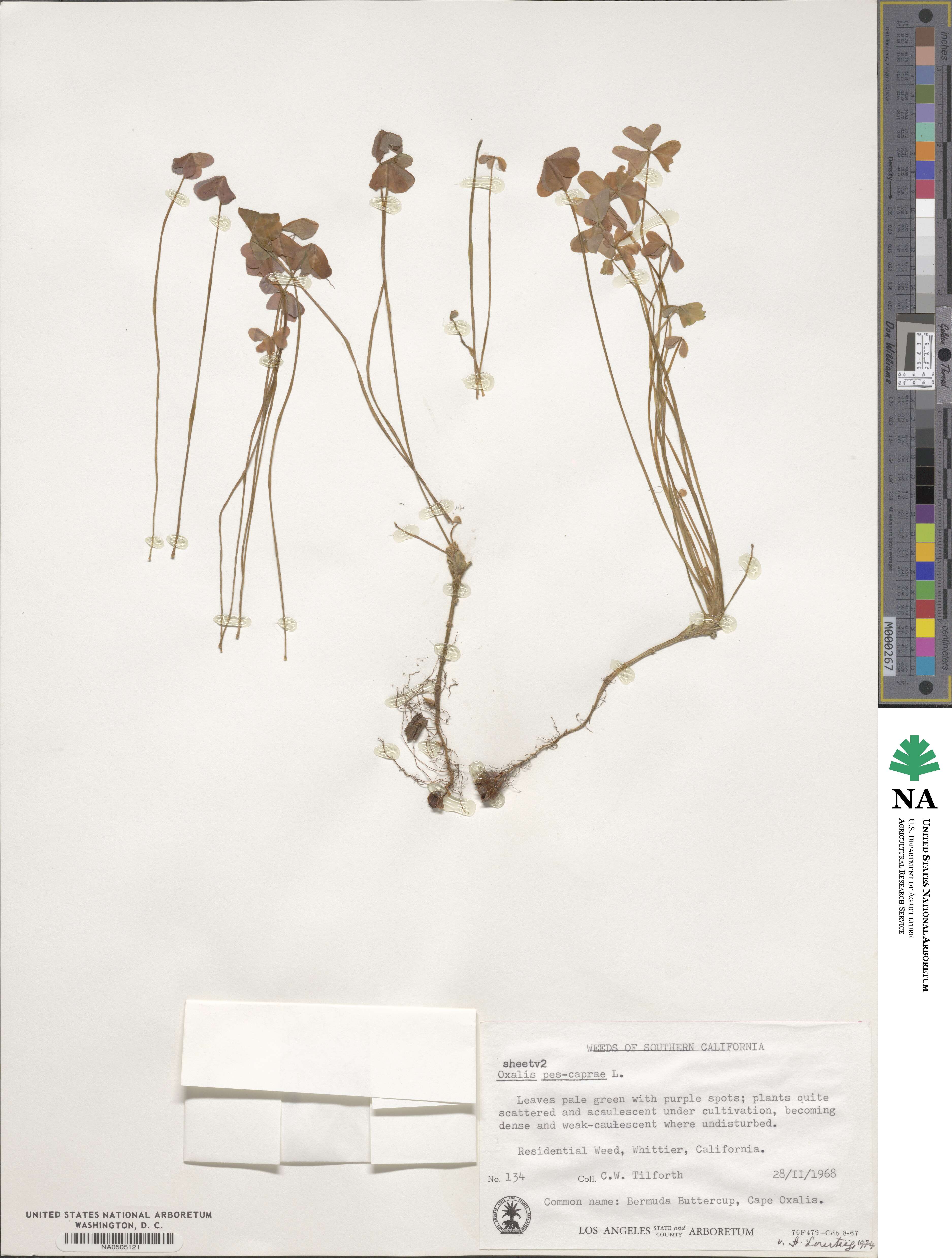 Oxalis pes-caprae image