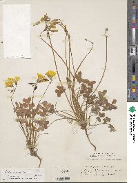 Oxalis pes-caprae image