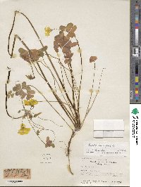 Oxalis pes-caprae image