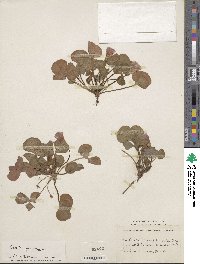 Oxalis purpurea image