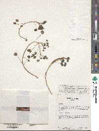 Oxalis spiralis subsp. spiralis image