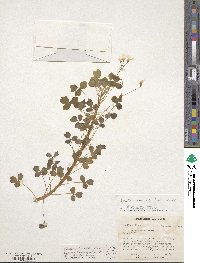 Oxalis spiralis subsp. spiralis image