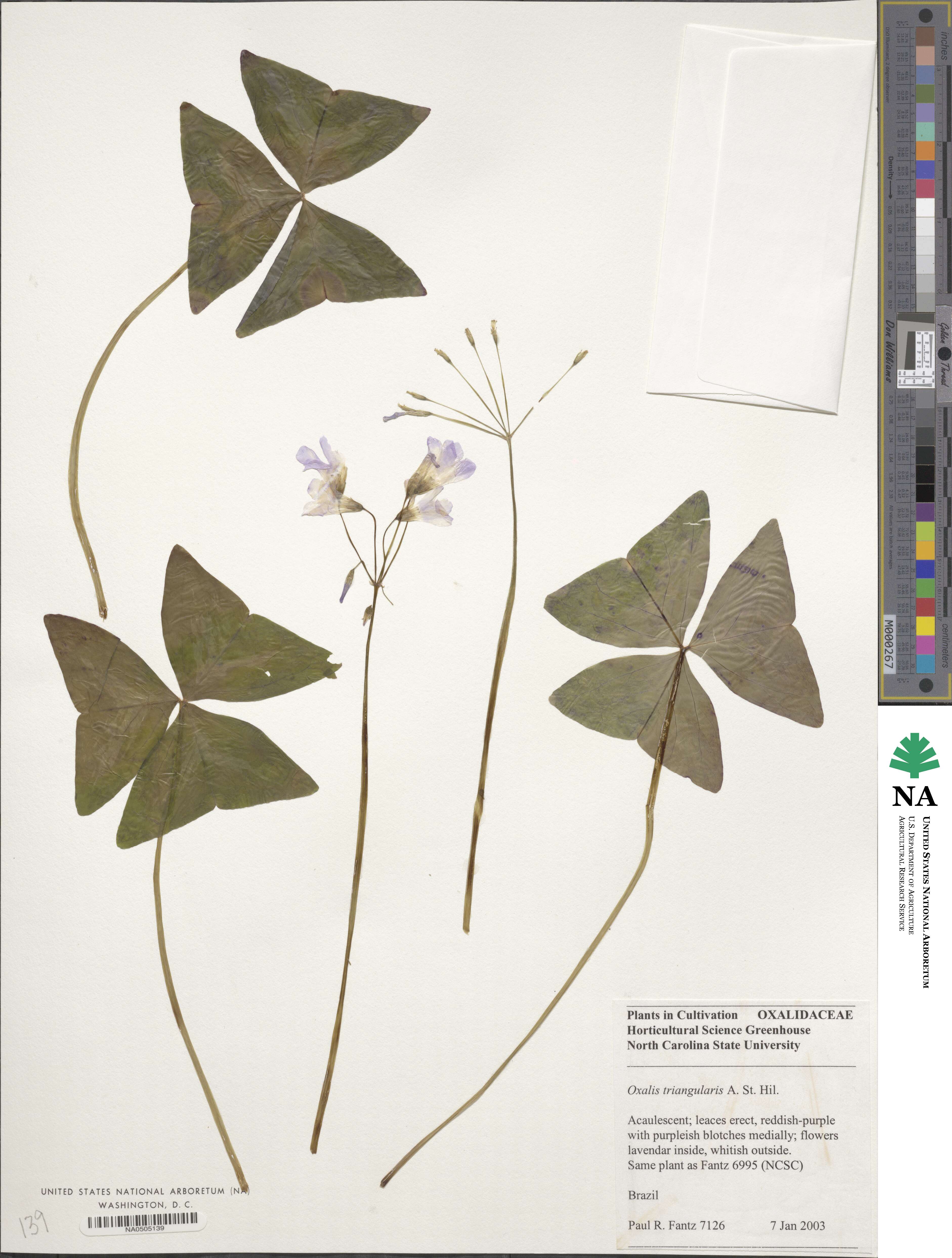 Oxalis triangularis image