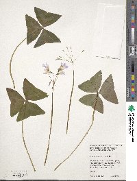 Oxalis triangularis image