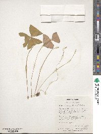 Oxalis triangularis image