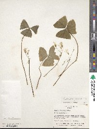 Oxalis triangularis image