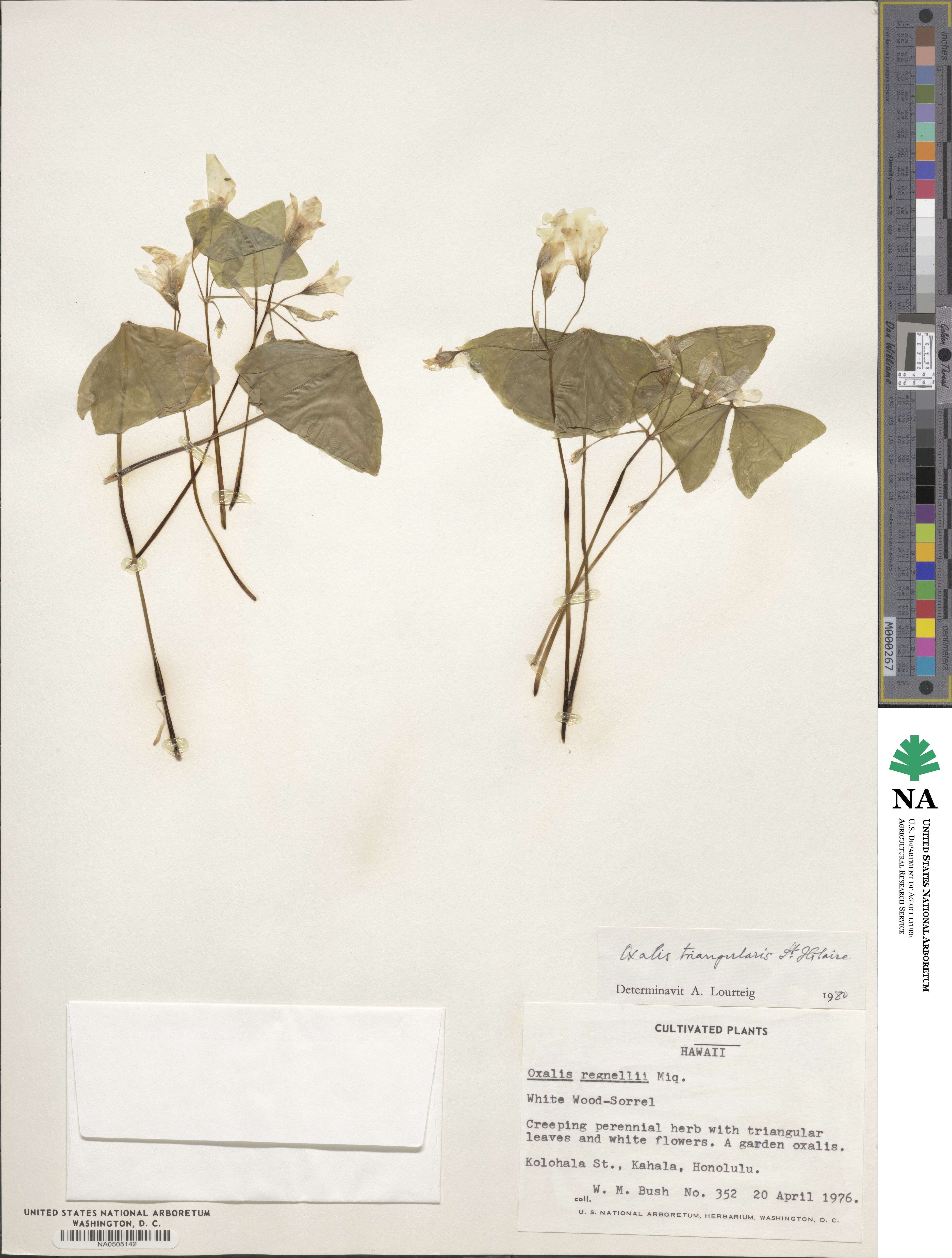 Oxalis triangularis image