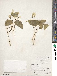 Oxalis triangularis image