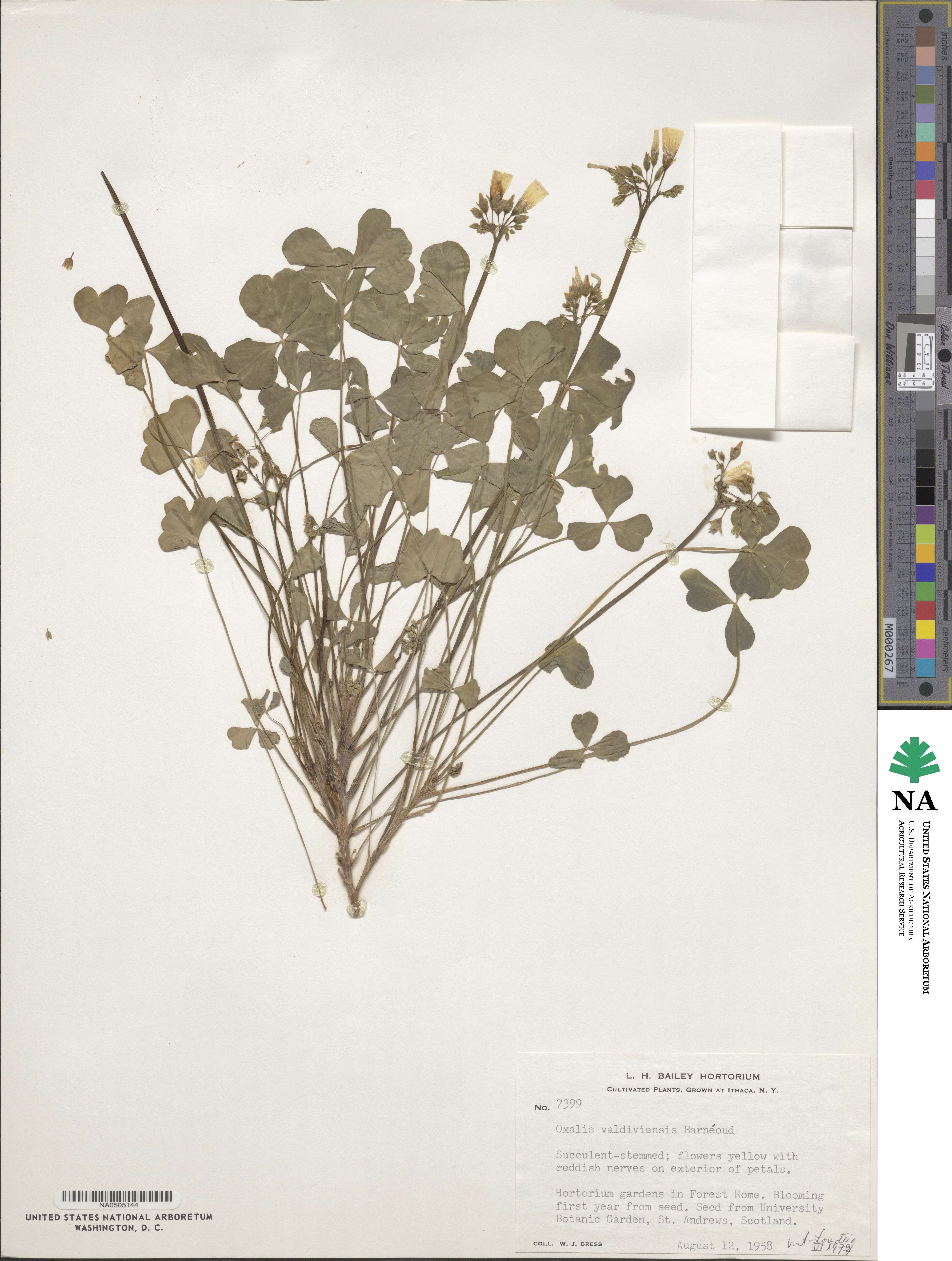Oxalis valdiviensis image