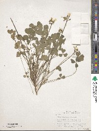 Oxalis valdiviensis image