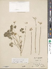 Oxalis valdiviensis image