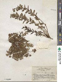 Hypseocharis pimpinellifolia image