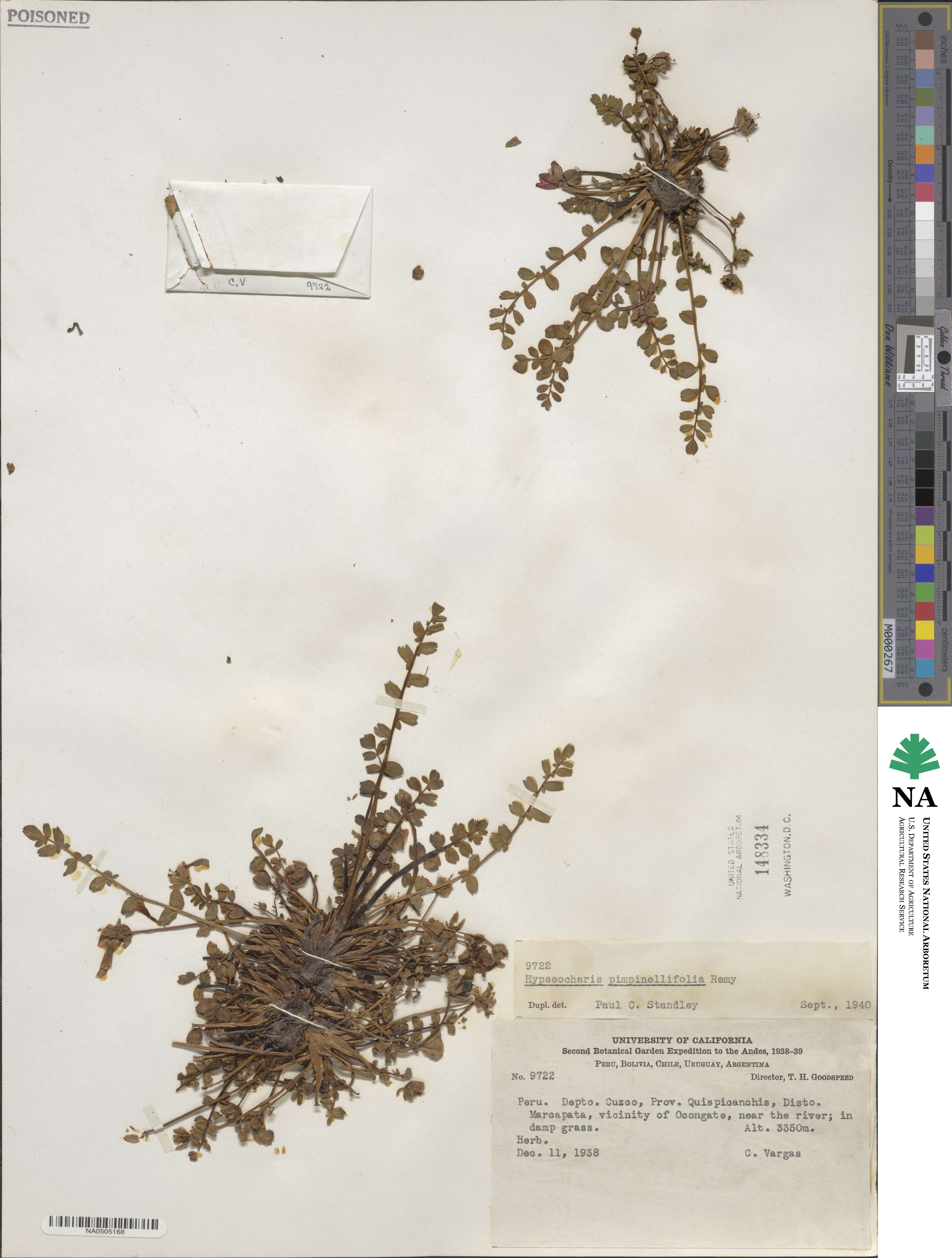 Hypseocharis pimpinellifolia image