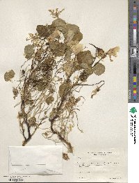 Image of Tropaeolum majus