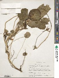 Tropaeolum majus image