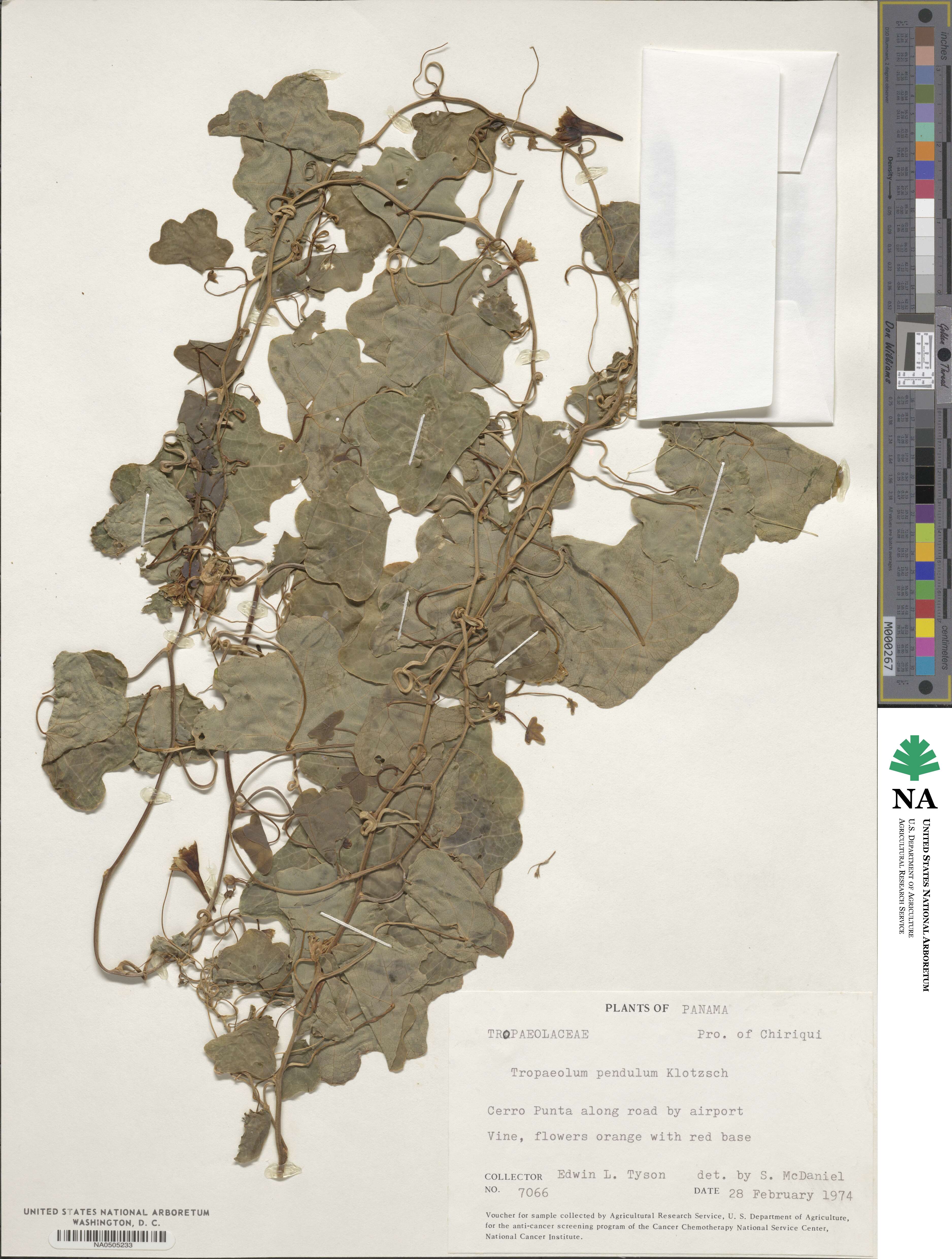 Tropaeolum pendulum image