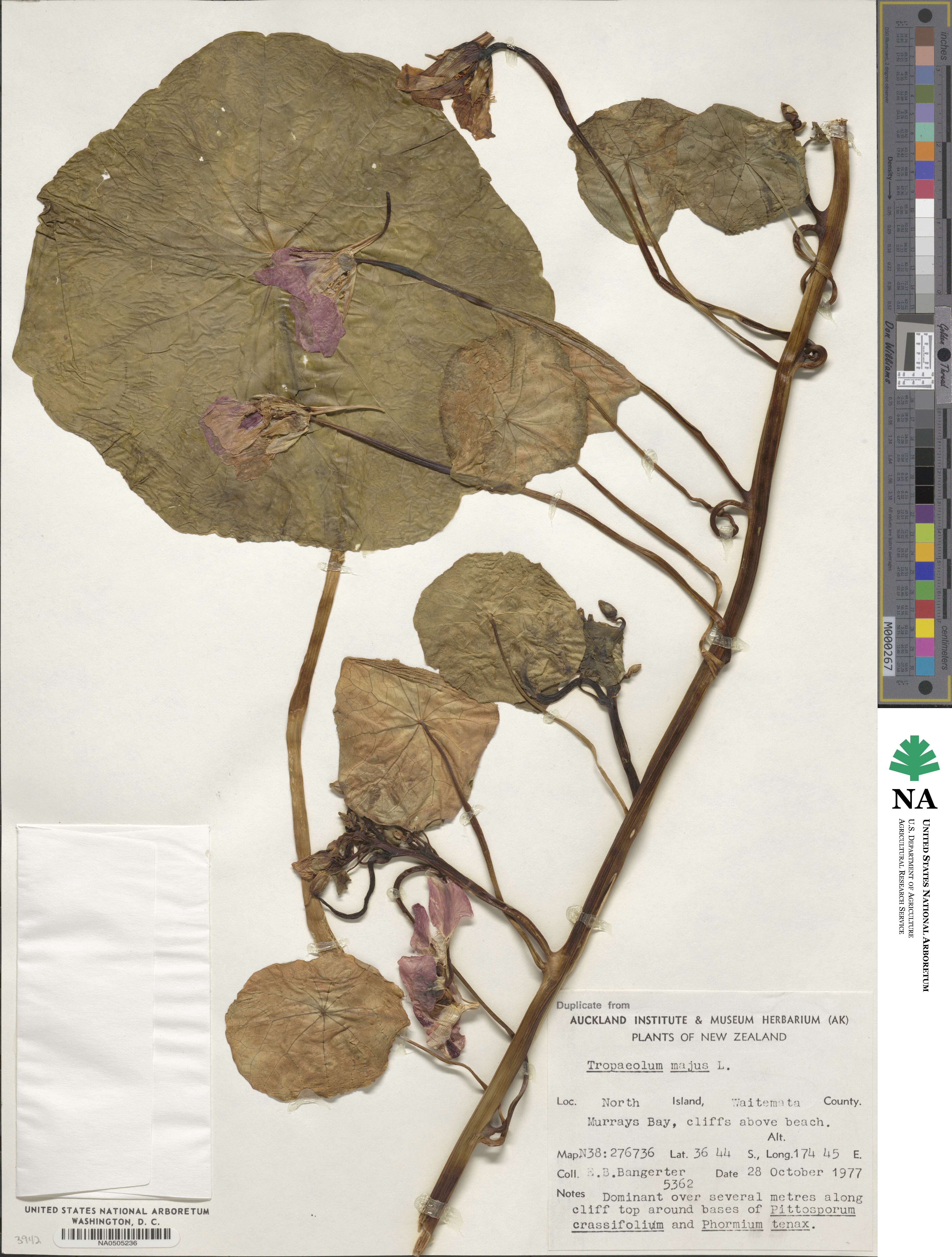 Tropaeolum majus image