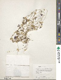 Image of Tropaeolum azureum