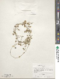 Image of Tropaeolum brachyceras