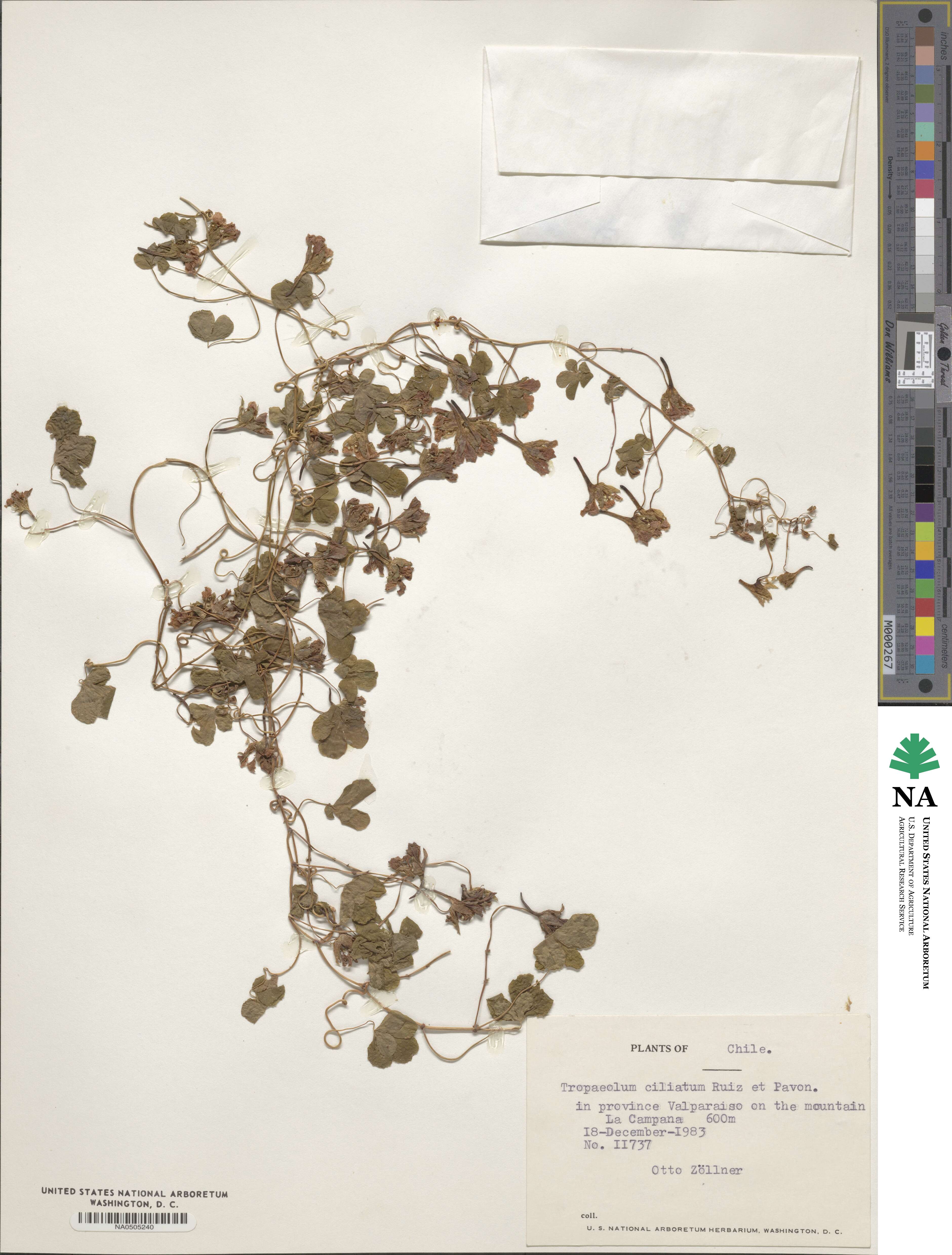 Tropaeolum ciliatum image