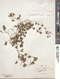 Image of Tropaeolum ciliatum