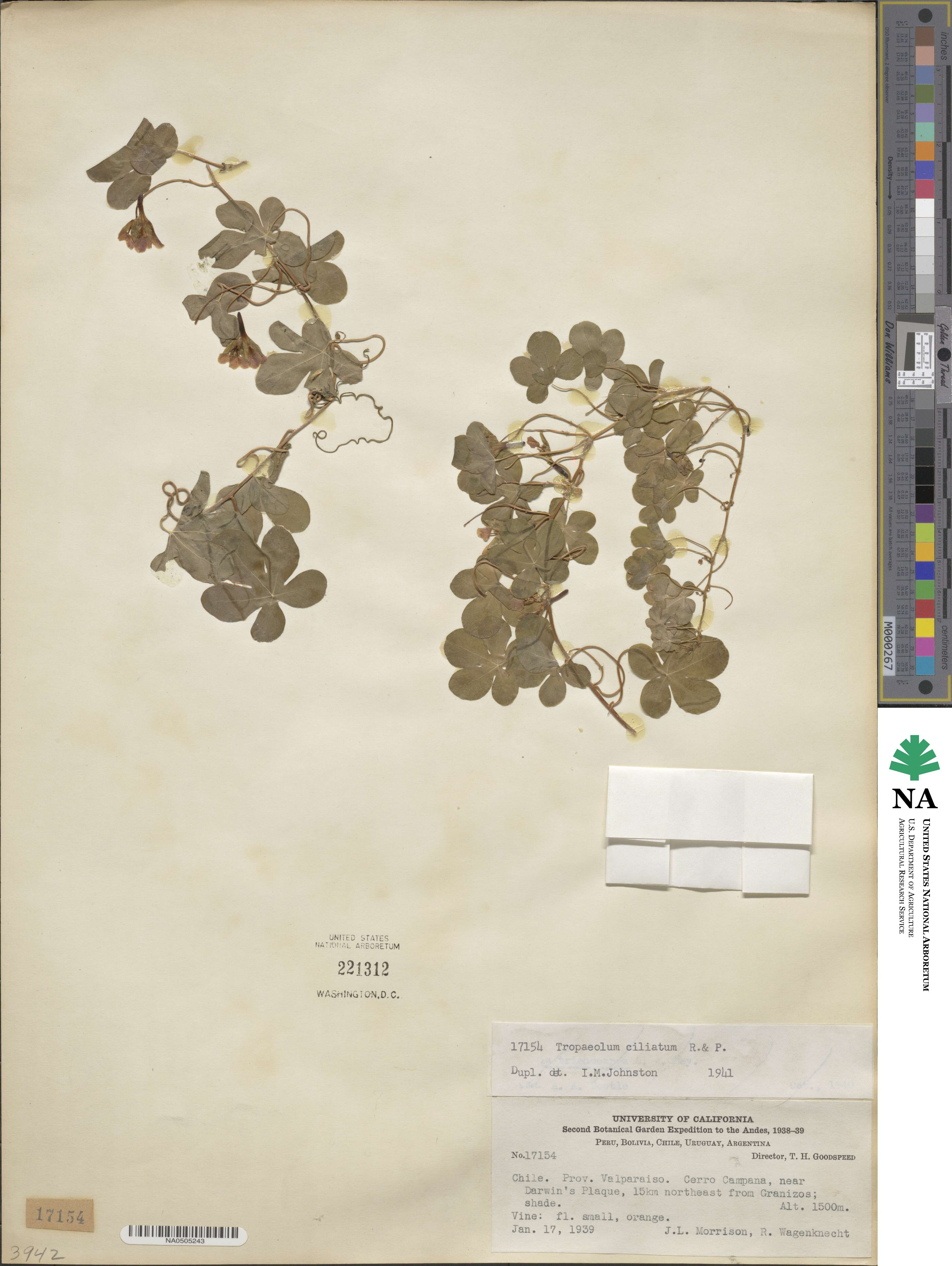 Tropaeolum ciliatum image