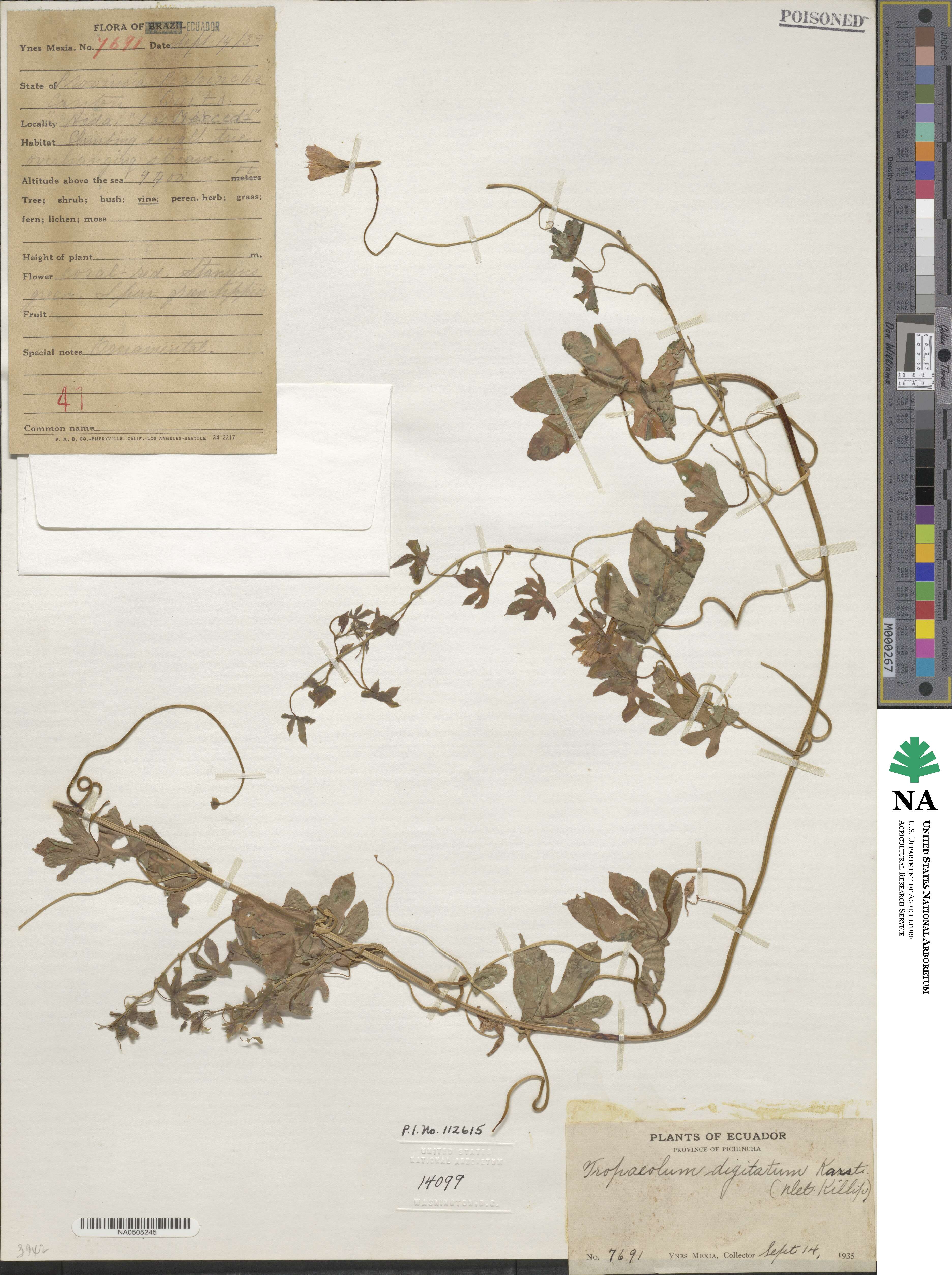 Tropaeolum smithii image