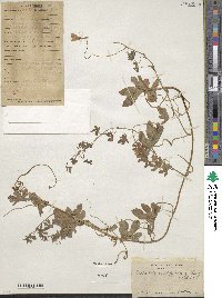 Image of Tropaeolum smithii