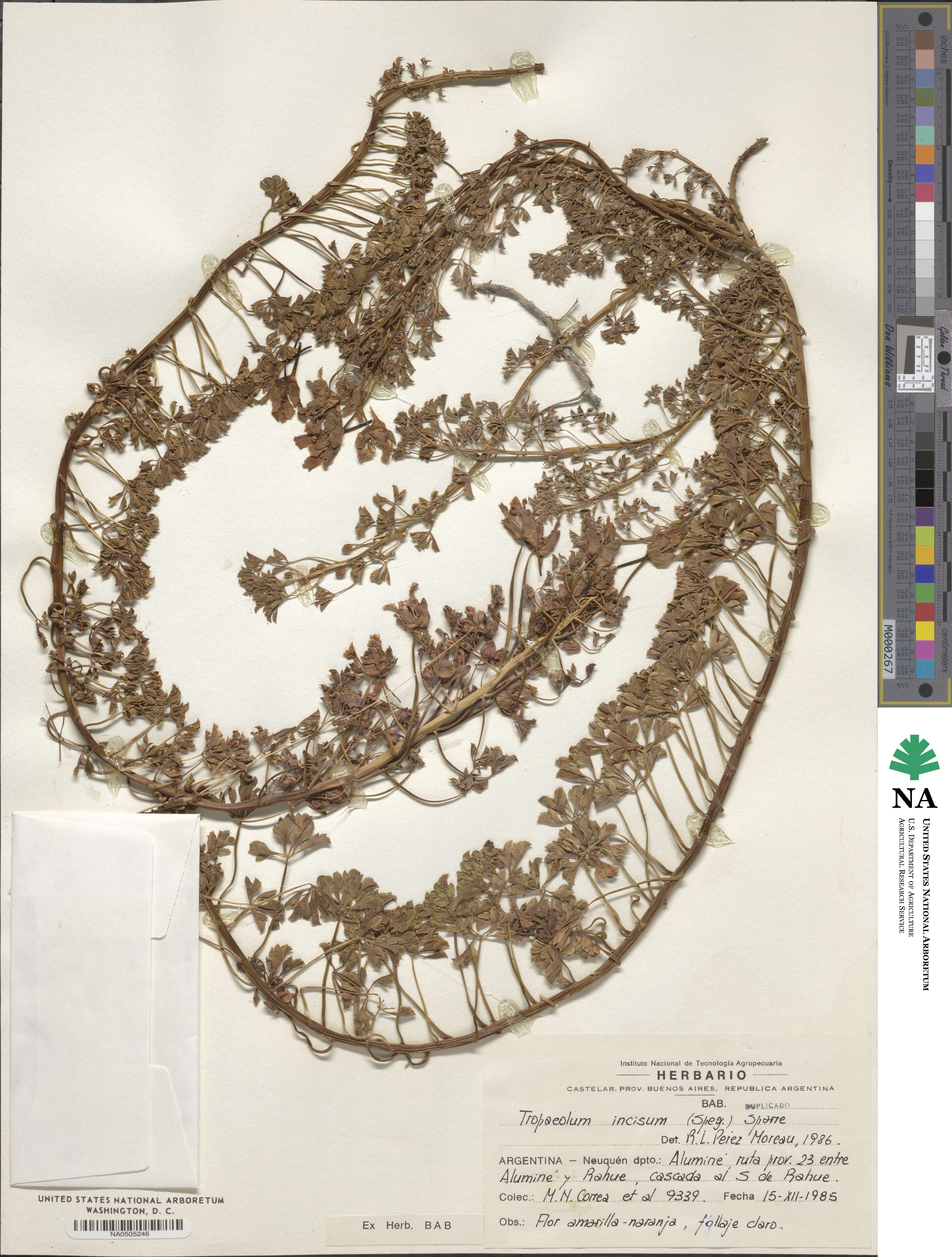Tropaeolum incisum image