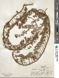 Image of Tropaeolum incisum