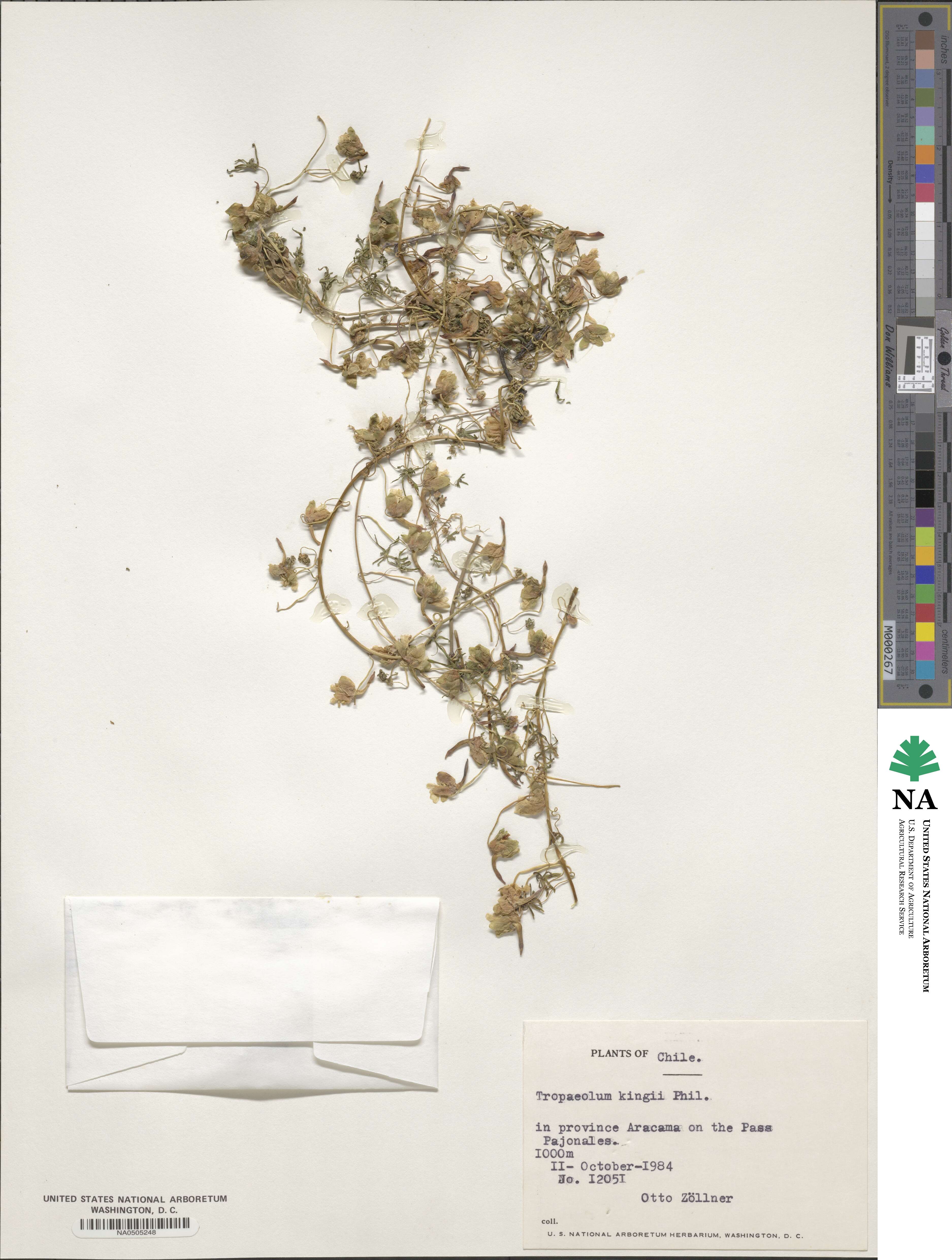 Tropaeolum kingii image