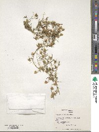 Image of Tropaeolum kingii