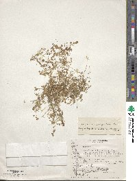 Image of Tropaeolum patagonicum