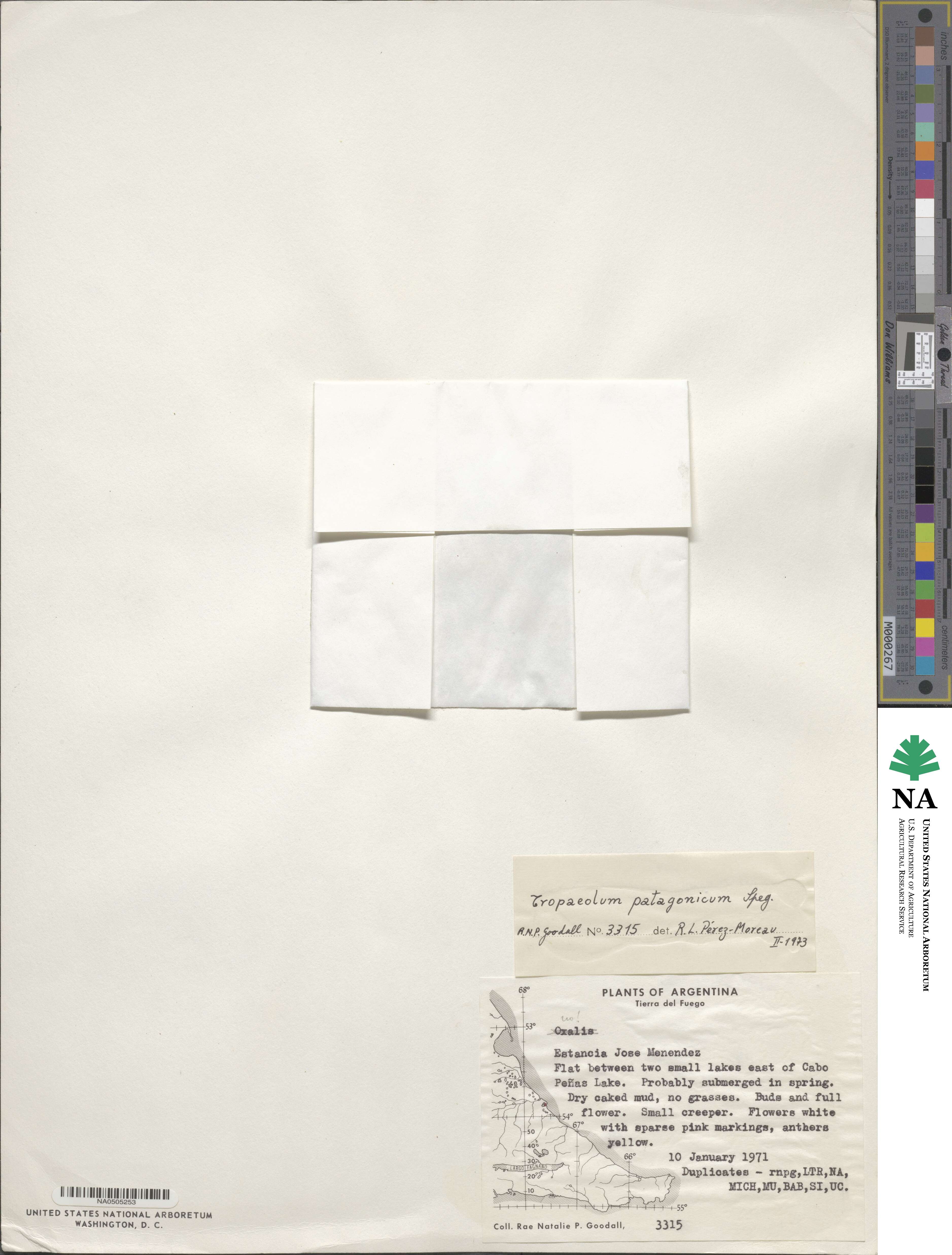 Tropaeolum patagonicum image