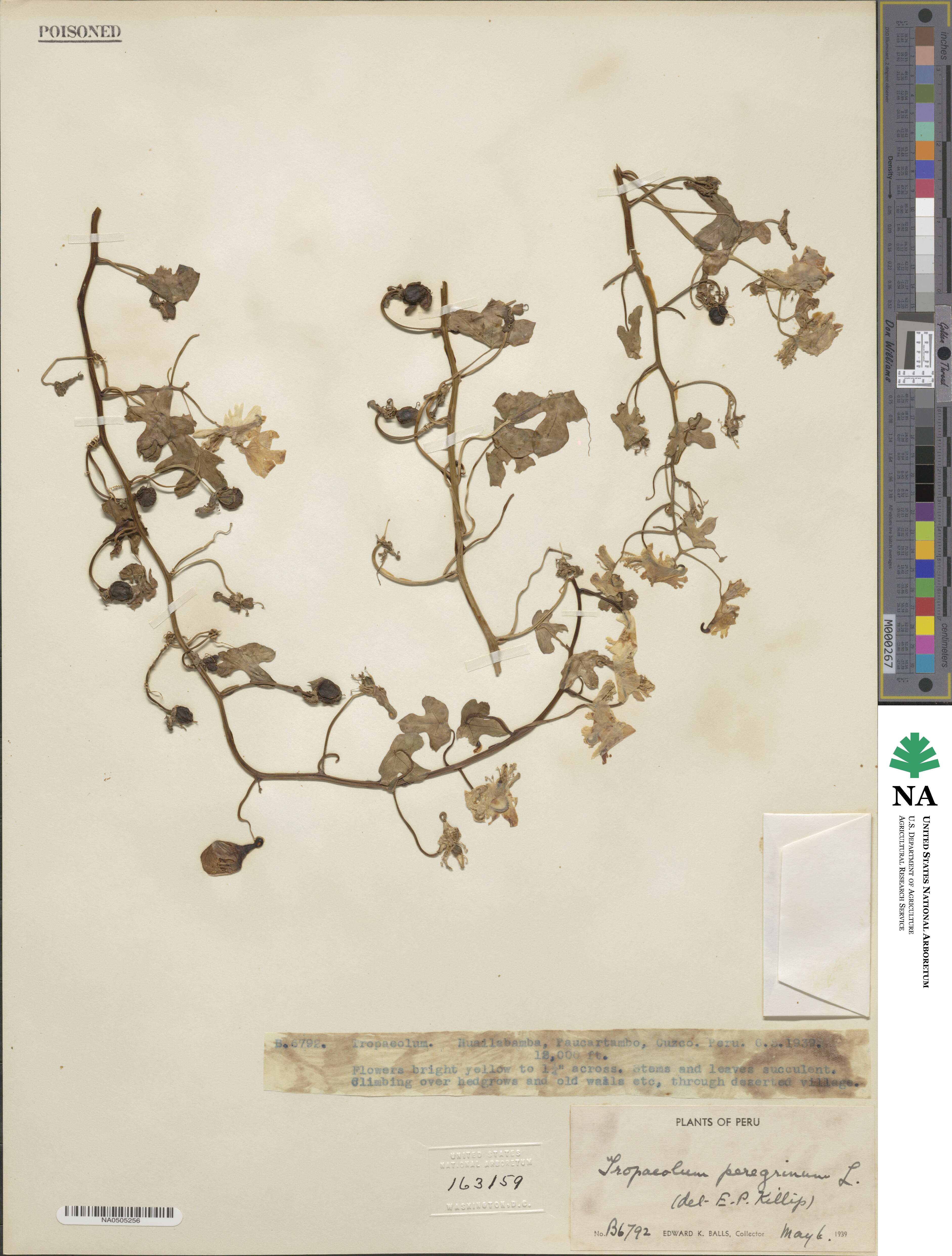 Tropaeolum peregrinum image