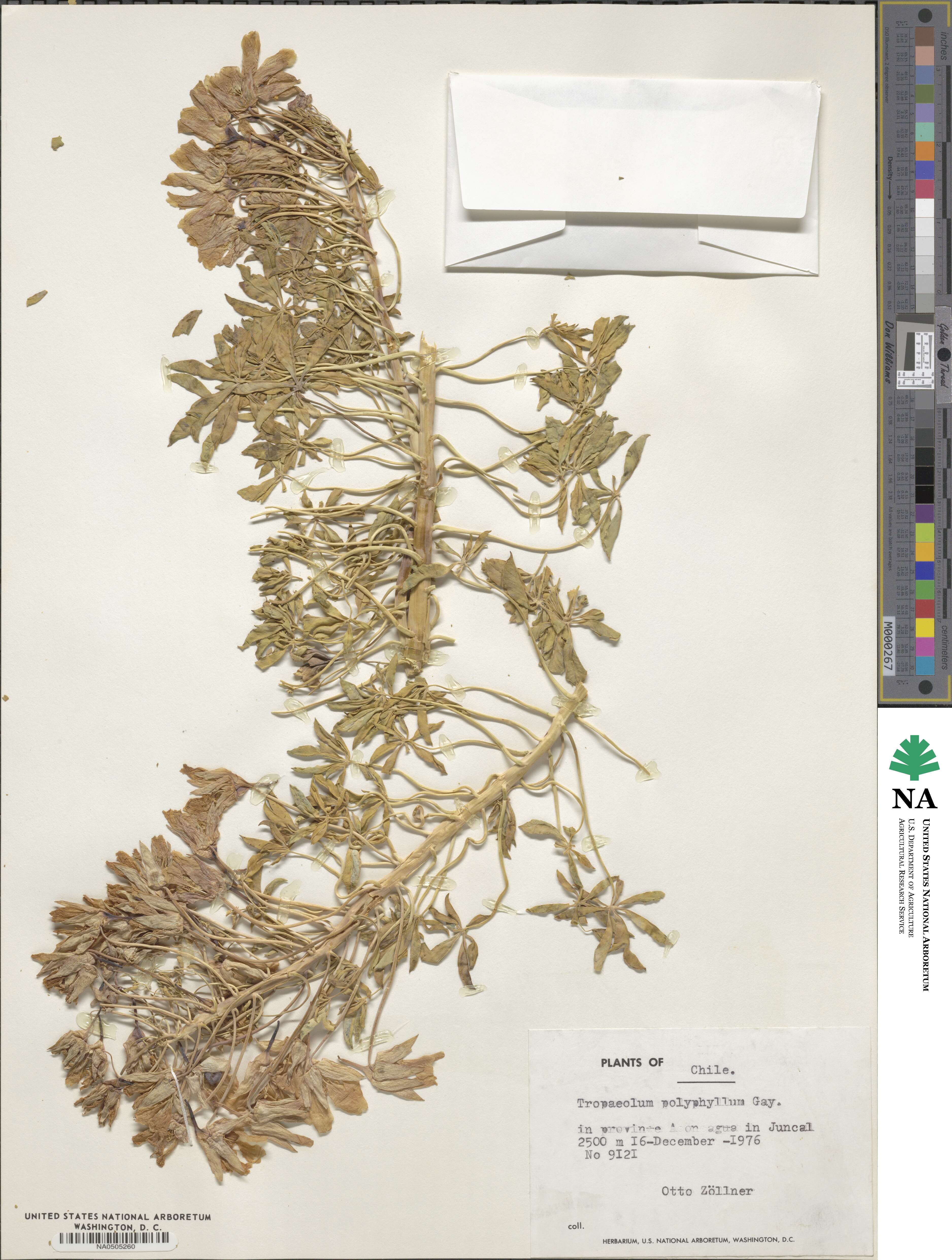 Tropaeolum polyphyllum image