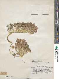Tropaeolum polyphyllum image