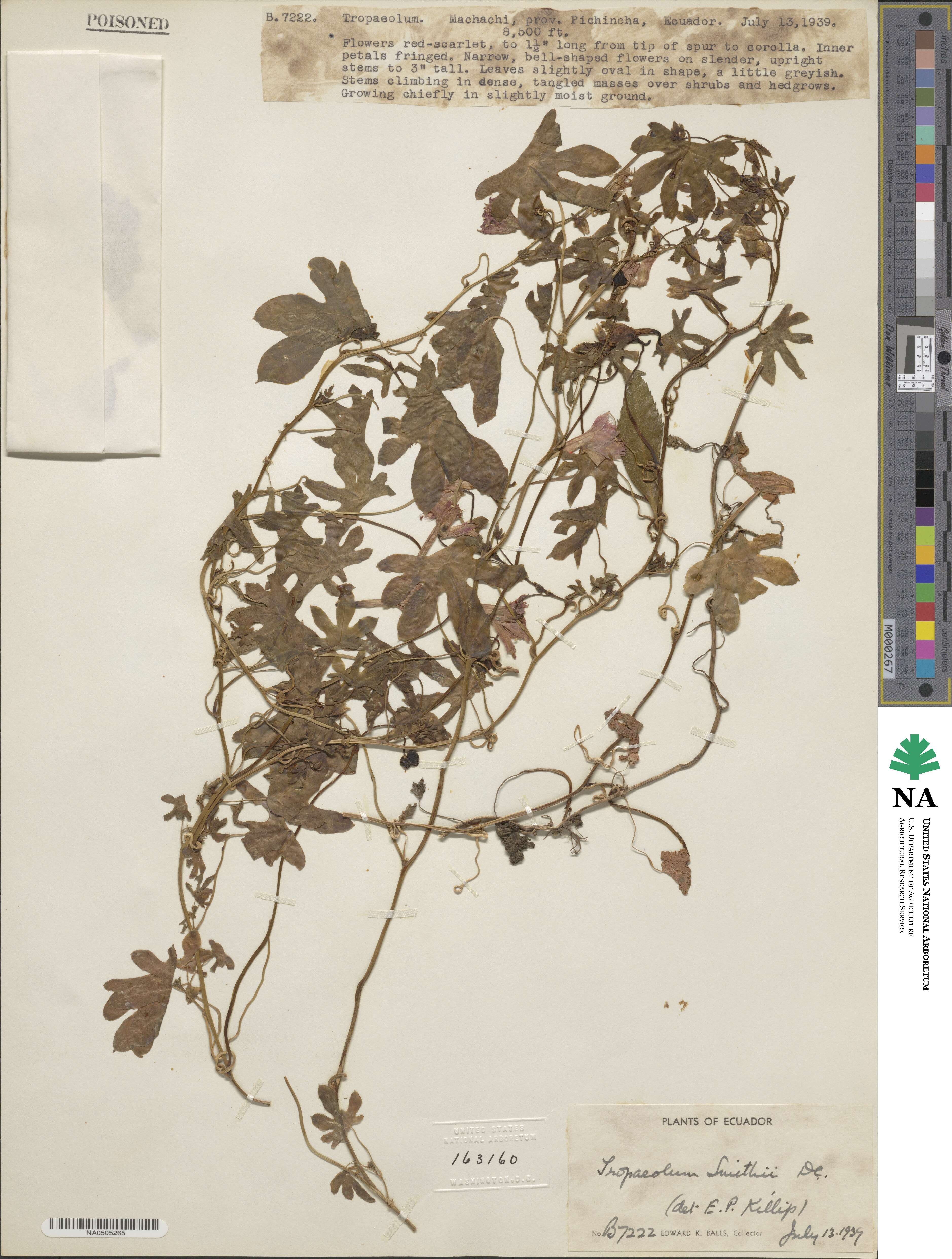 Tropaeolum smithii image