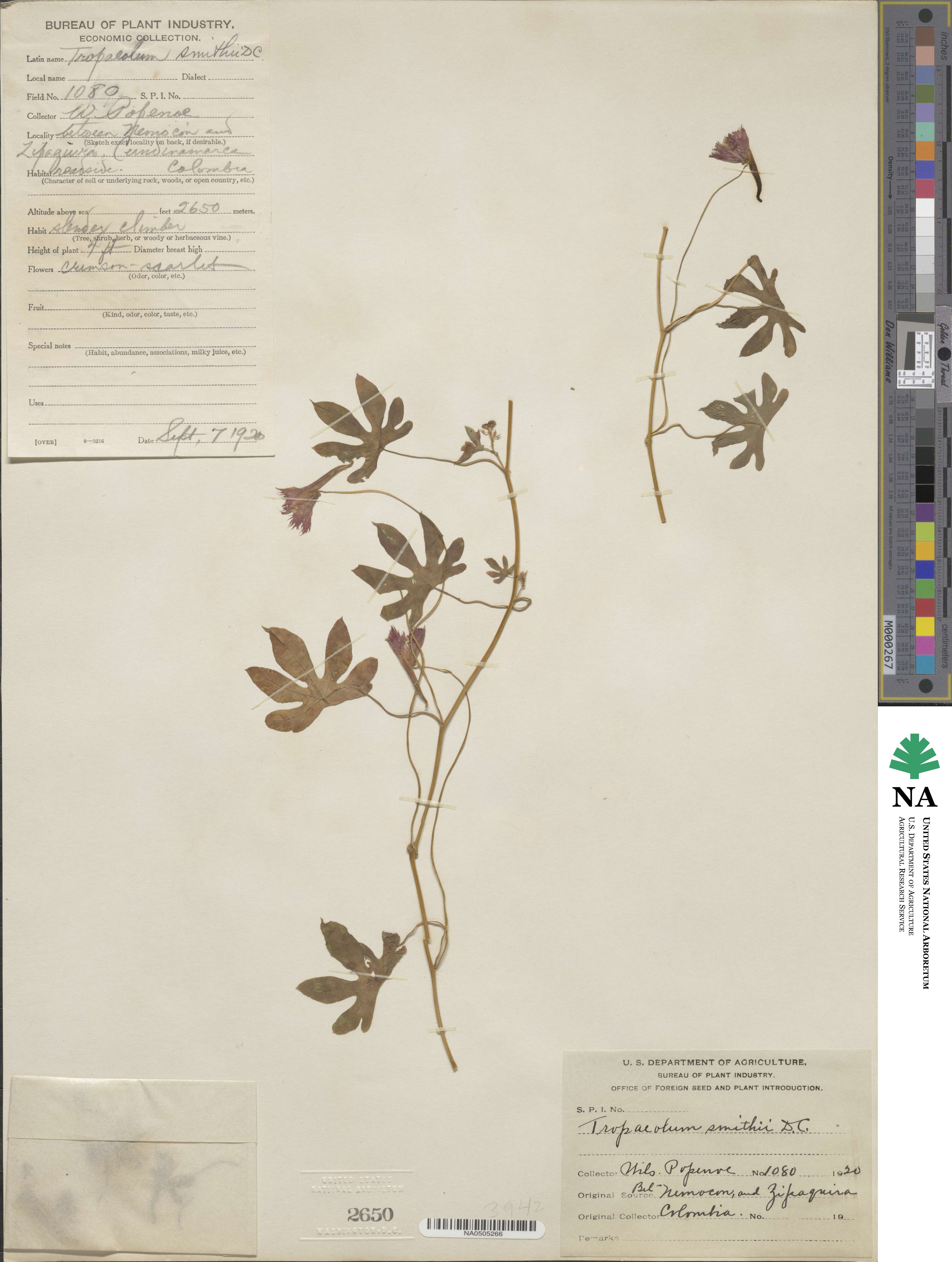 Tropaeolum smithii image