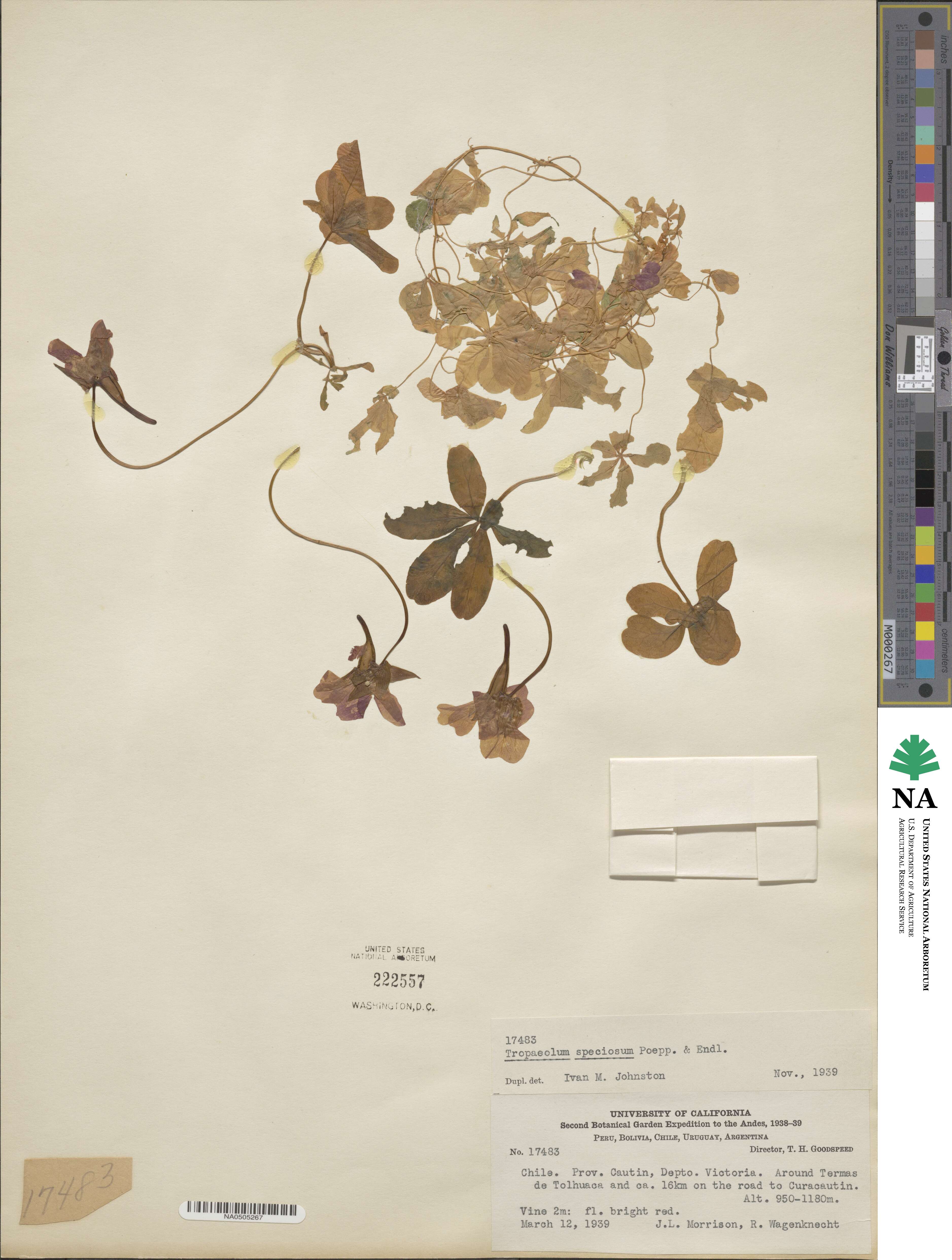 Tropaeolum image