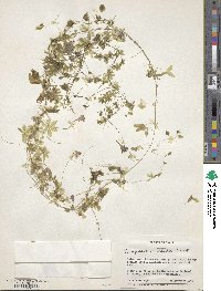 Image of Tropaeolum tricolor