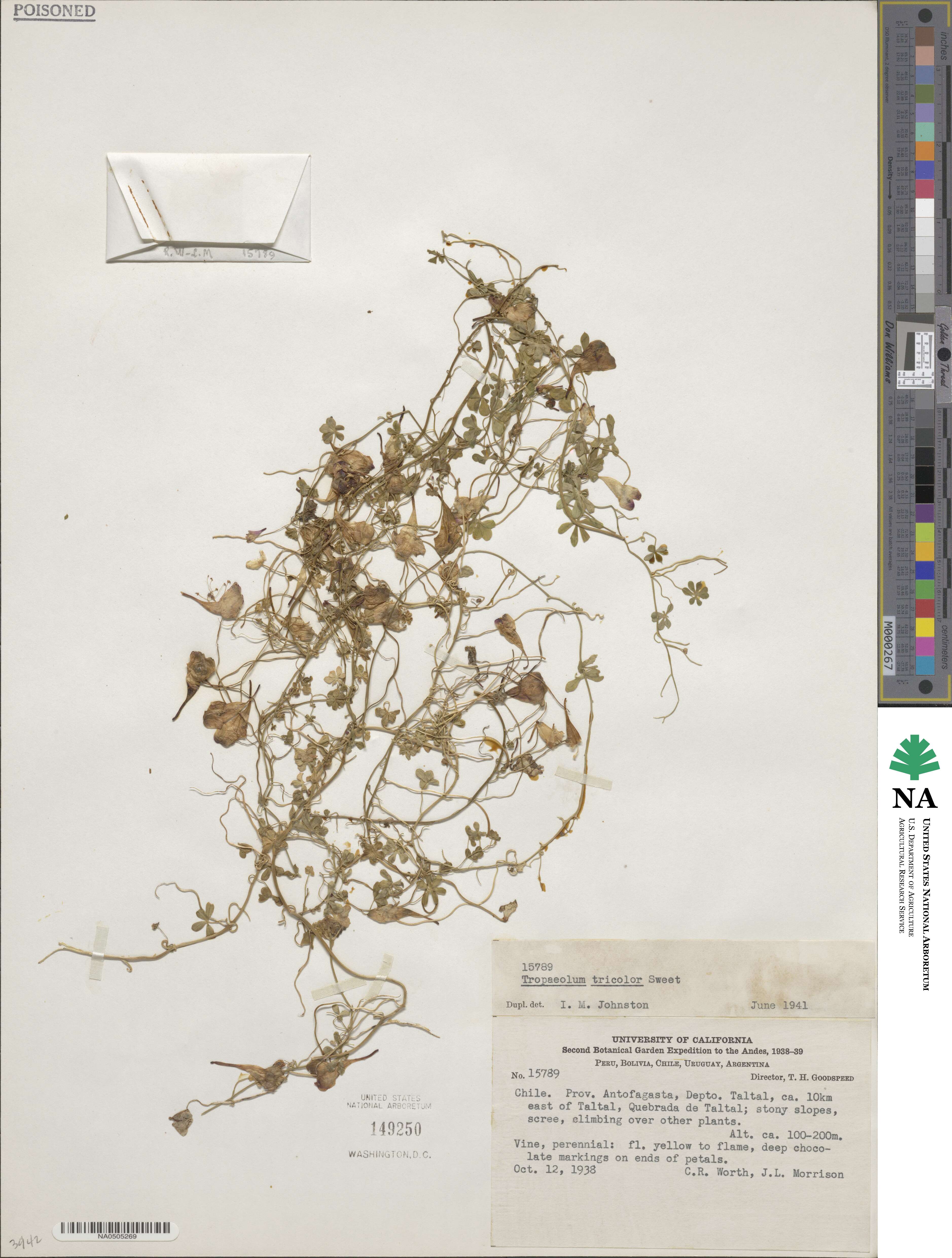 Tropaeolum tricolor image