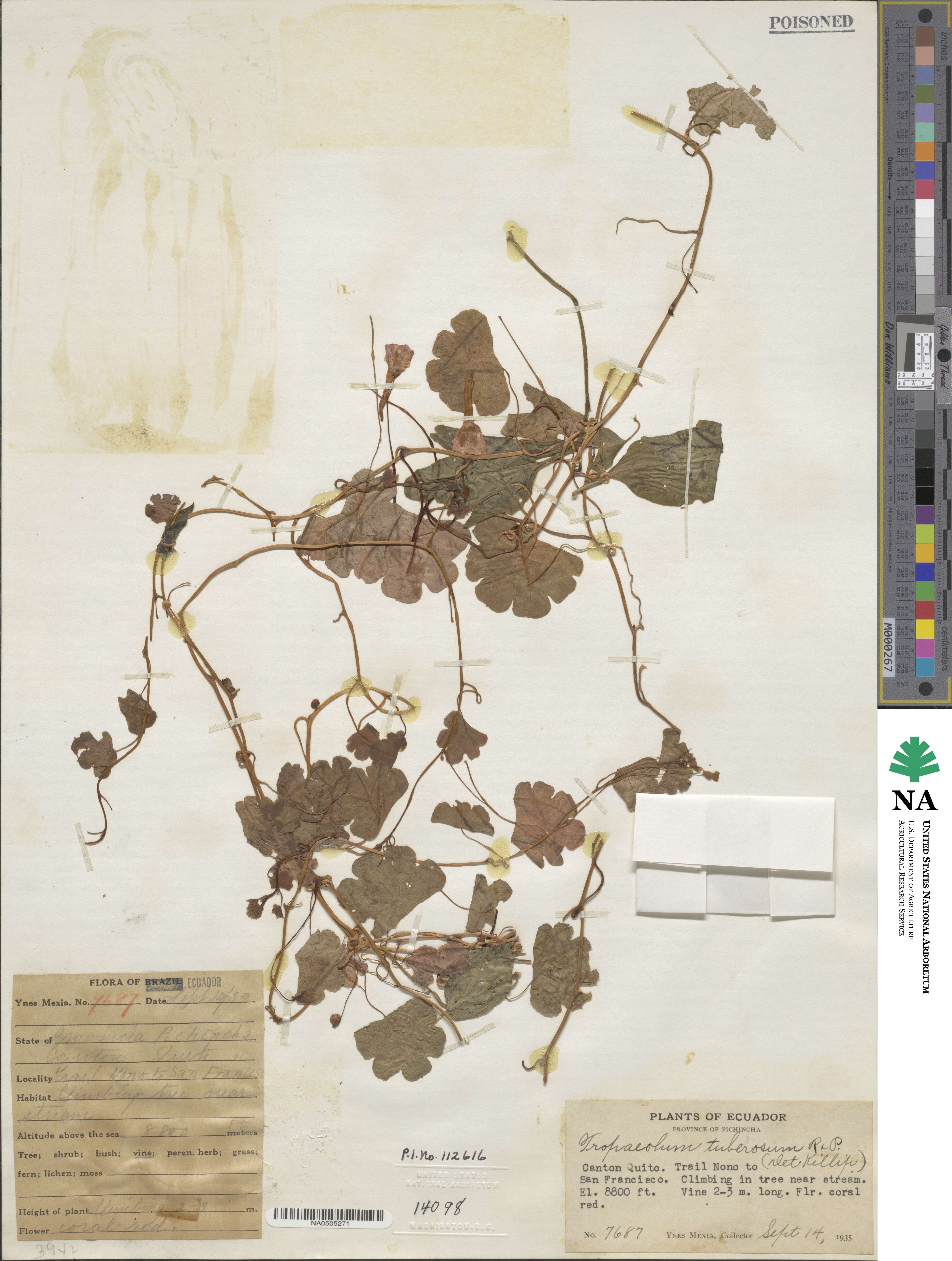 Tropaeolum tuberosum image
