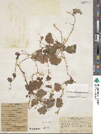 Image of Tropaeolum tuberosum