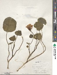 Tropaeolum majus image